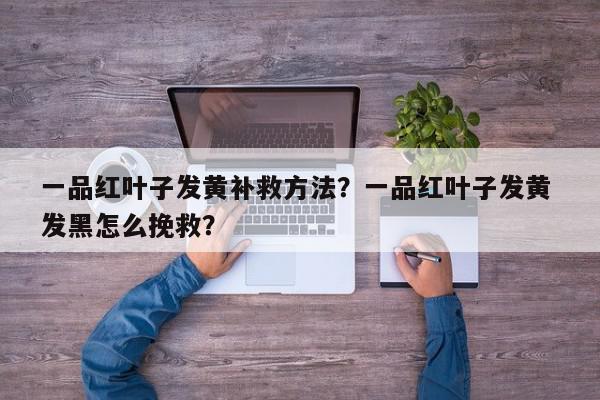 一品红叶子发黄补救方法?一品红叶子发黄 发黑怎么挽救?-第1张图片-我家生活百科 一品红叶子发黄补救方法?一品红叶子发黄 发黑怎么挽救?-第1张图片-我家生活百科