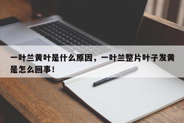 一叶兰黄叶是什么原因，一叶兰整片叶子发黄是怎么回事！-第1张图片-我家生活百科
