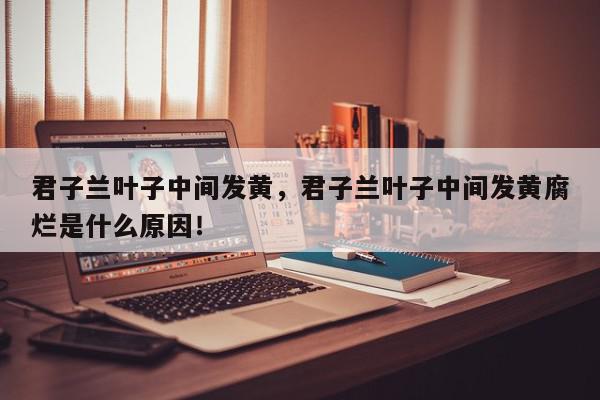 君子兰叶子中间发黄，君子兰叶子中间发黄腐烂是什么原因！-第1张图片-我家生活百科