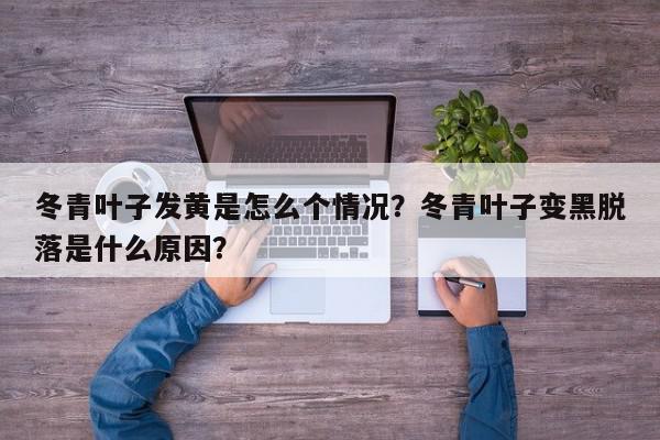 冬青叶子发黄是怎么个情况？冬青叶子变黑脱落是什么原因？-第1张图片-我家生活百科