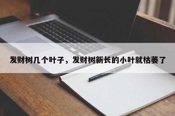 发财树几个叶子，发财树新长的小叶就枯萎了-第1张图片-我家生活百科