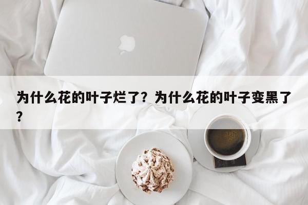 为什么花的叶子烂了？为什么花的叶子变黑了？-第1张图片-我家生活百科