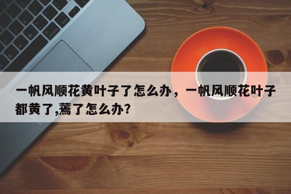 一帆风顺花黄叶子了怎么办,一帆风顺花叶子都黄了,蔫了怎么办?-第1张图片-我家生活百科 一帆风顺花黄叶子了怎么办,一帆风顺花叶子都黄了,蔫了怎么办?-第1张图片-我家生活百科