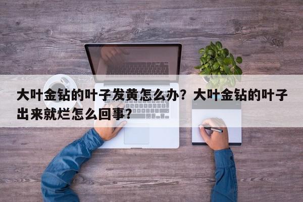 大叶金钻的叶子发黄怎么办？大叶金钻的叶子出来就烂怎么回事？-第1张图片-我家生活百科