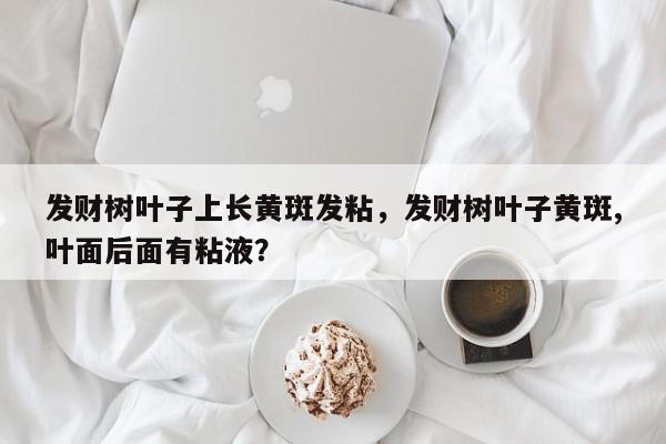 发财树叶子上长黄斑发粘，发财树叶子黄斑,叶面后面有粘液？-第1张图片-我家生活百科